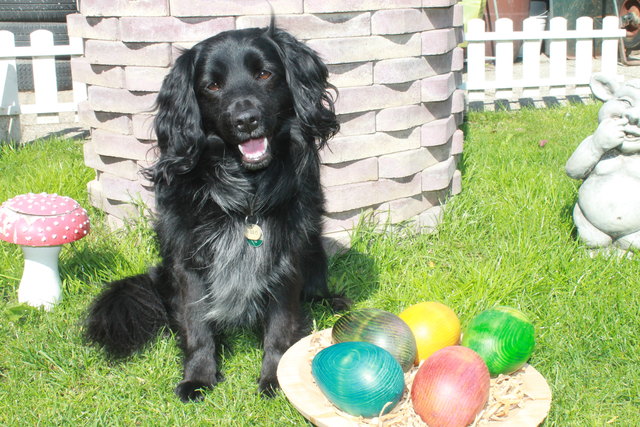 Balu, ein Kuschelhund für die ganze Familie