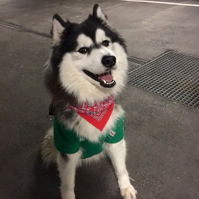 Unser Cooper immer und überall dabei, deshalb darf er auch im Fasching nicht fehlen ;-)