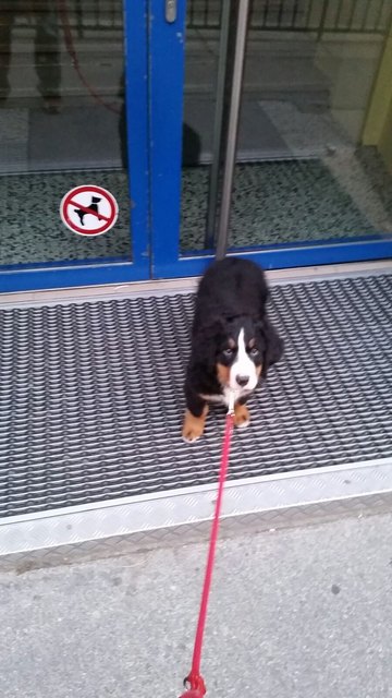 Hunde dürfen Alles, oder?