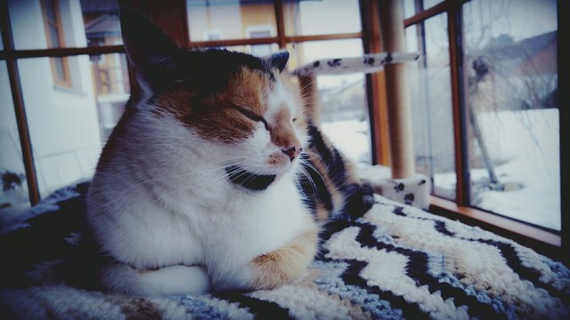 Lori liebt ihre Kuscheldecke