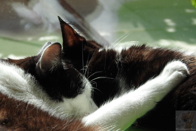 Kuscheln
