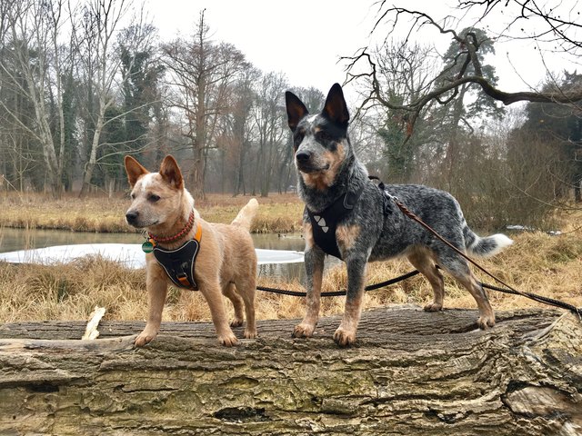 Willi und Maja unsere 2 Australien Catteldogs