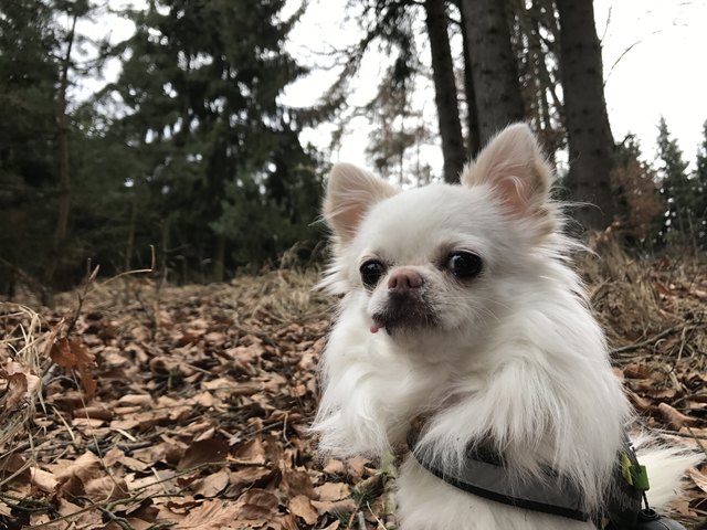 Lui