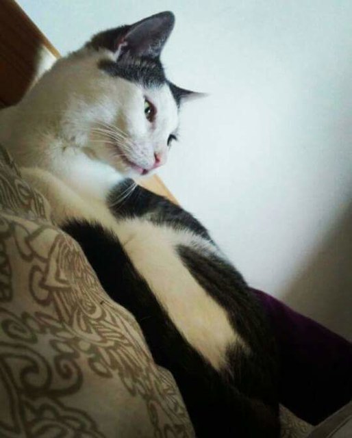 Pico