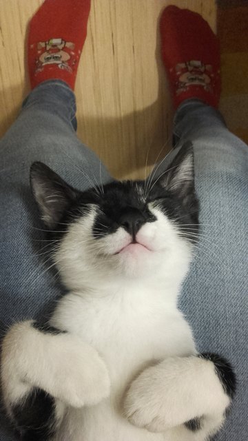 Das ist mein kleiner Kater Milo, ein liebervolles verspieltes und auch manchmal schlimmes Kätzen aber genau aus diesem grunde sind wir froh in zuhaben!