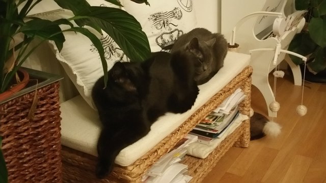Königliche Chillout-bank