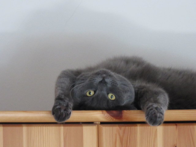 Herr Frodo - mein frecher Kater :)