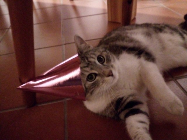 Flauschi in Faschingslaune