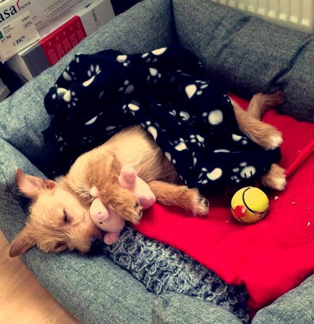 Welpe Schoko (3 Monate) liebt es nach Spaziergängen mit seinem Glücksschweinchen zu kuscheln.