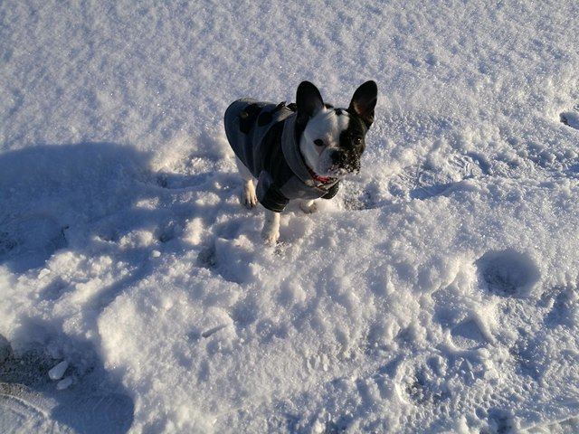 Beefy, unser Schneehund
