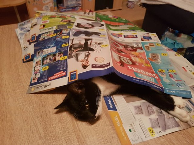 Kater maxi unter der zeitung