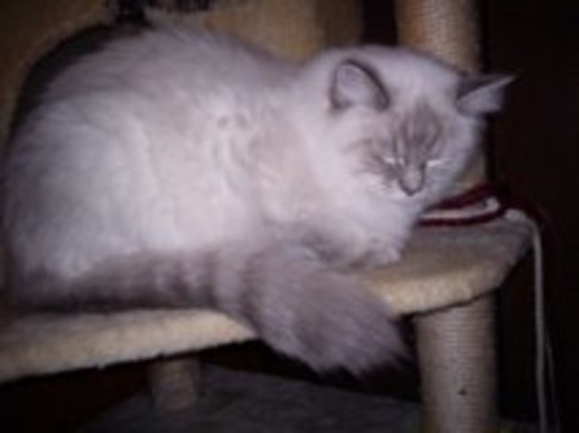 Cindy die Prinzessin