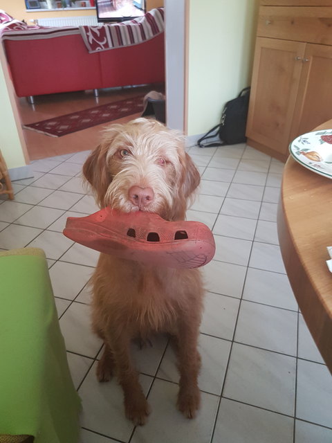 Icca meine Persönliche Croks bringerin
