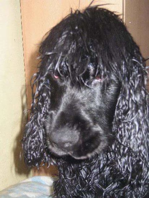 Mein Name ist Sido vom Augarten ich bin ein Cocker Spaniel 12 Jahre und ich hasse immer diese Körperpflege