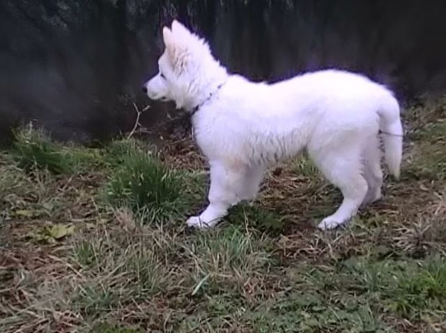 kleiner Eisbär
