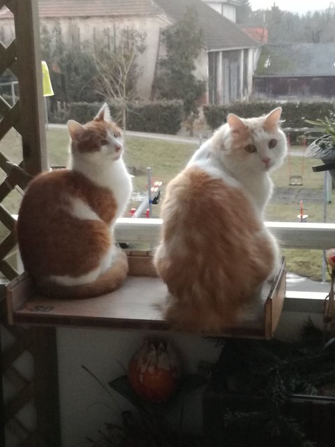 Max und Moritz beim Sonnenbad