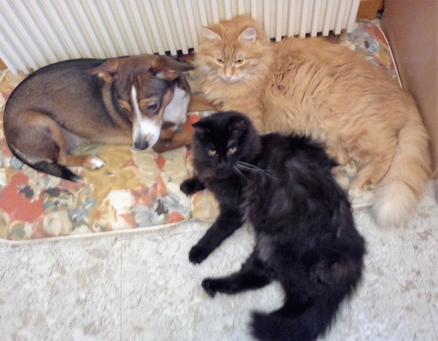 Hund und Katz geht gar nicht