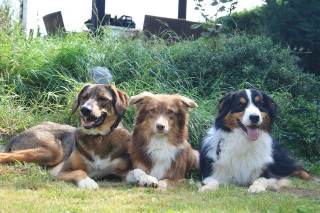 Meine Babys, Socke, Lucy und Dexter