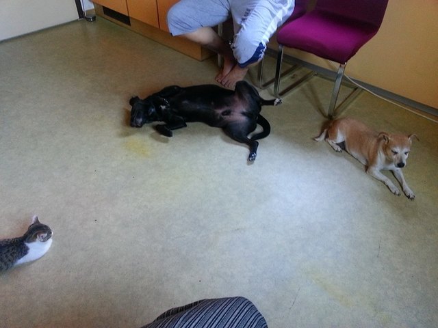meine drei tiere jaemy der schwarze, braune die sally und unser katzer buzzi