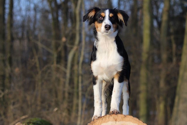 Auf dem Foto sieht man die kleine Kiwi. :) Sie ist eine Miniaussiedame und ist gerade 6 Monate alt geworden :D Ich heiße Juliane und die kleine Maus ist am 28.10.2016 bei mir eingezogen. Kiwi ist mein Traumhund und wir würden uns wirklich beide sehr über das Futter freuen :) Lg Juliane und Kiwi