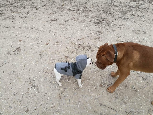 Mit meiner Kapuze trau ich mich auch mit großen Hunden spielen!