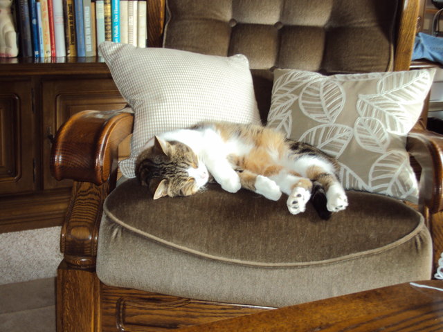 meine geliebte Katze Lilly