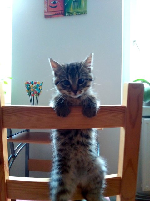 Chewbacca