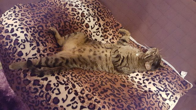 Hallo mein Name ist Jill und wie mein Name schon sagt "jill" ich im Winter am Liebsten im Warmen! Natürlich fresse ich aber auch gerne, den Vorrat an Nahrung, welchen meine Dosenöffner für mich kaufen, leer! Daher würden sich alle, vorallem ich sehr über den Gewinn freuen! PS: Glaubt nicht das ich immer nur faulenze, im Sommer bin ich nemlich lieber "strawanzen". Aber vielleicht "pose" ich für das nächste Gewinnspiel wieder für euch !! Schnurrige Grüße Jill!