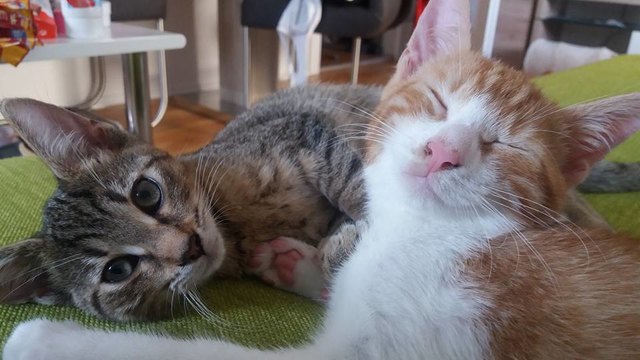 Ayla & Pauli