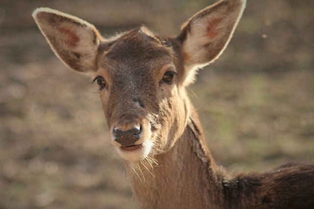 ...hatte sich Samstags nicht sehen lassen, so musste das Rotwild als Motiv "herhalten" und es posierte vorzüglich :-) und geduldig...