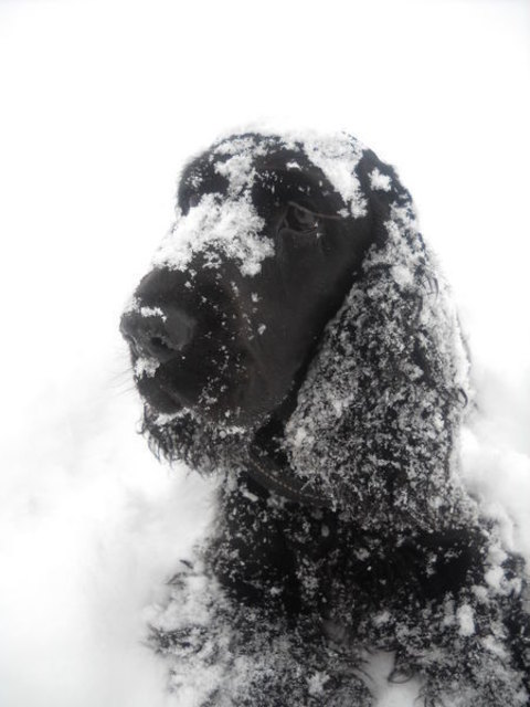 Yve liebt den Schnee