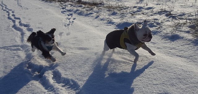 Cooper und Kira fangen im Schnee