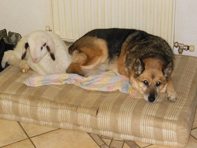 Unsere Hündin „Gina“ mit ihrem Freund, dem Kärtner Brillenschaft-Baby.