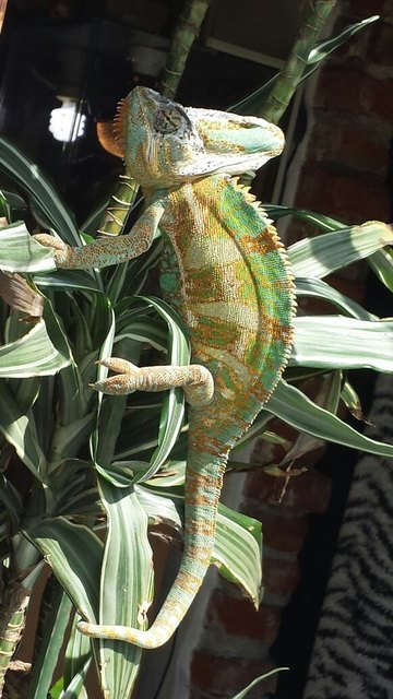Unser Pascal- Chamäleon