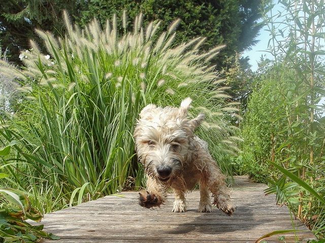 Irish Glen of Imaal Terrier "Bärli"