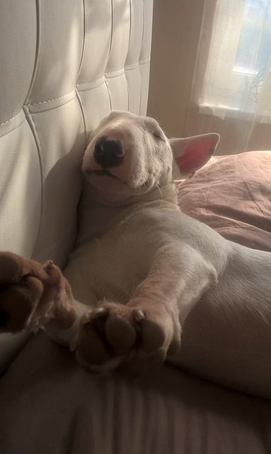 dolly