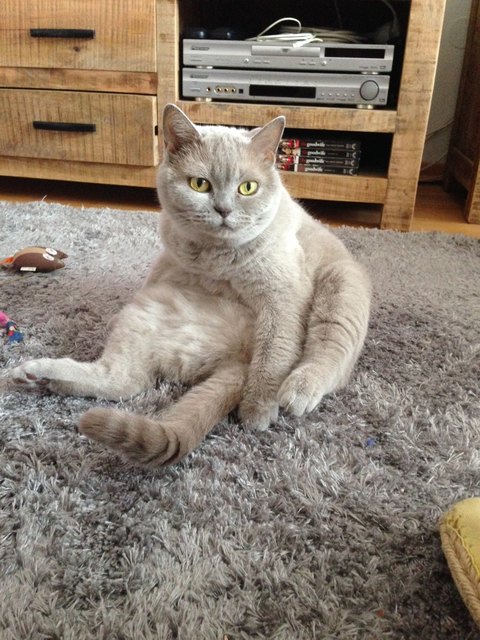 Cissy macht YOGA