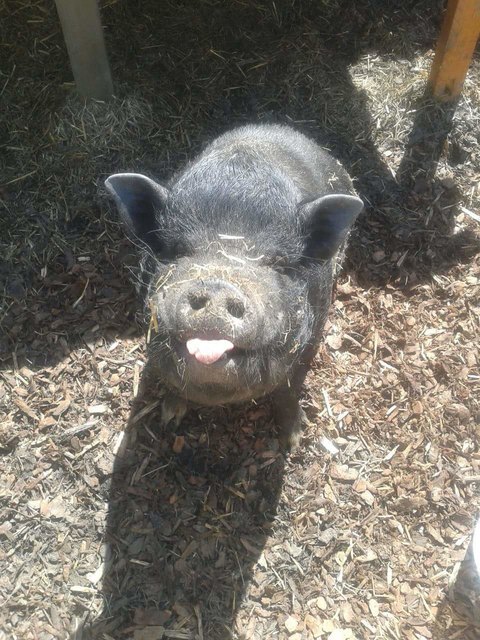 Schwein muss man haben...barney mein borsti!