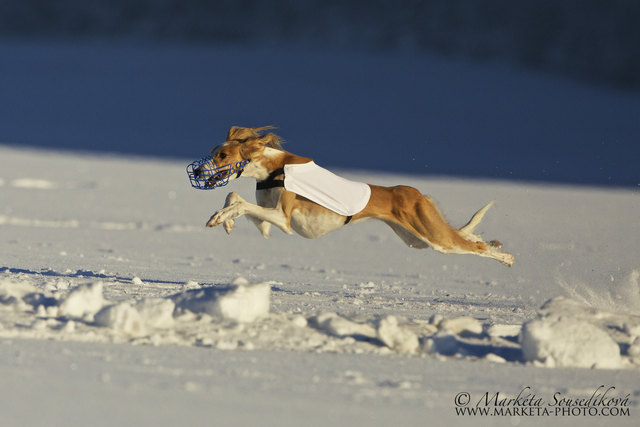 Snow Coursing Lauf
