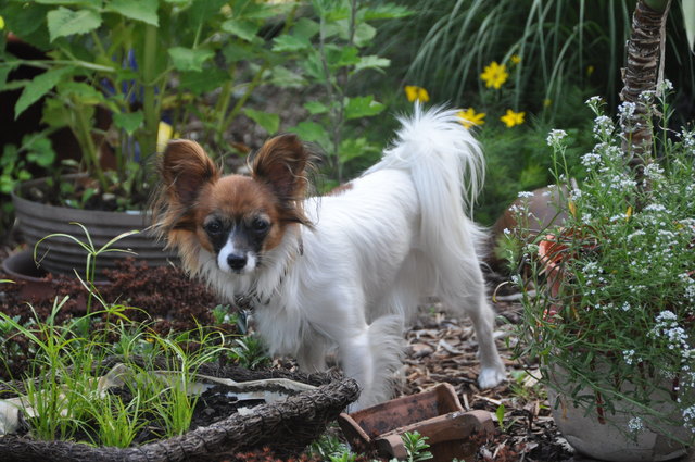 Kira im Kräutergarten