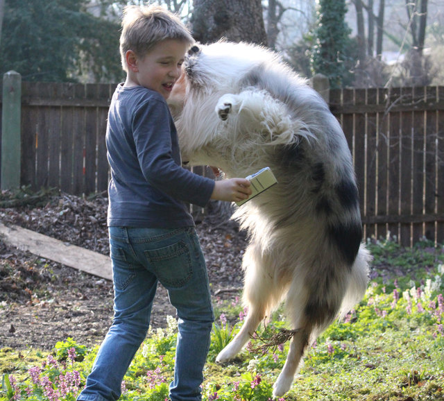 Collie Rüde Arktos & Niki