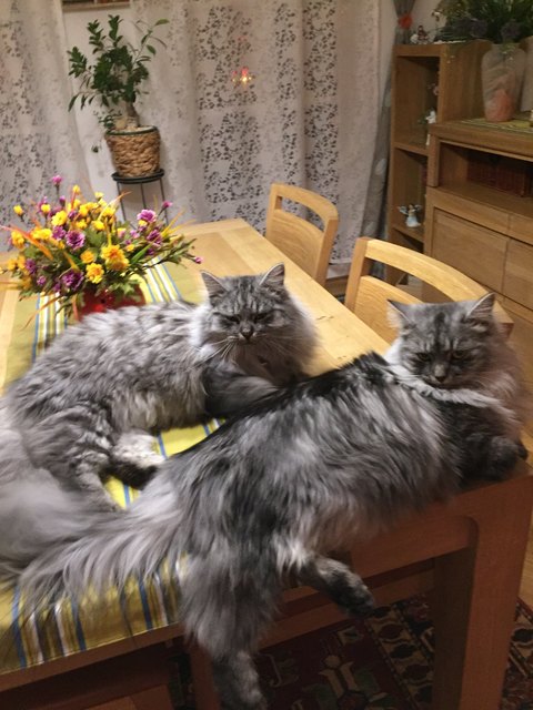 ,,Chloe " und ,,Rambo"