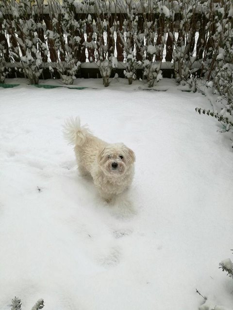 Appa im Schnee