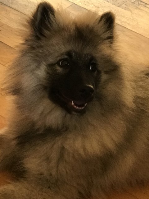 Unsere süße Riva, ihres Zeichens ein Wolfsspitz Mädchen
