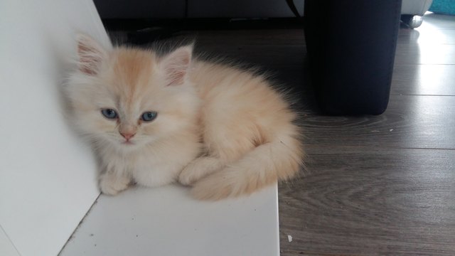 Unser Baby Balu!