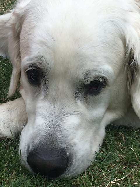 Das ist Max - wer kann dem Blick widerstehen?
