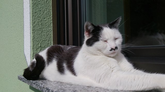 Unser Mädi (leider schon im Katzenhimmel)