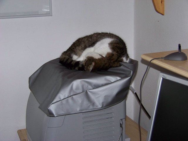 Lieblingsplatz der Katze auf dem Drucker