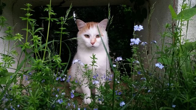 Leo unser Findelkind und schmusebär!