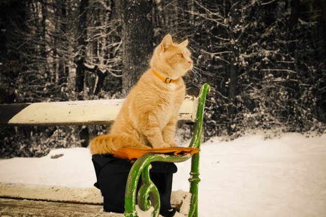 Der Kater will wohl noch ein paar Fotos machen, ansonsten würde er nicht auf meiner Kameratasche sitzen ...